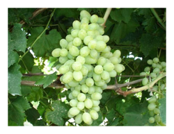 Uva Sultanina 1 Pianta Matura A Fine Agosto en oferta