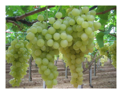 UVA MATILDE 1 PIANTA MATURA A LUGLIO produce deliziosi acini precio
