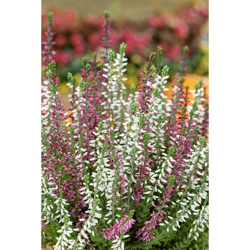 Erica Calluna Beauty Ladies Bicolor In Vaso 17Cm precio