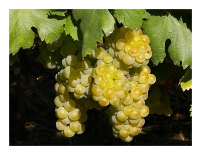 UVA MOSCATO BIANCO (1 PIANTA) matura a settembre