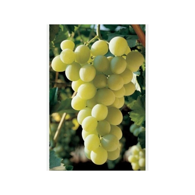 1 Pianta di Uva Tavola Bianca Italia maturazione pianta ad agosto