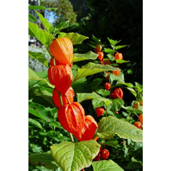 1 PIANTA DI PHYSALIS ALKEKENGI CHINESE LANTERN VASO 13CM perenne características