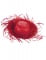 Cappello di paglia rosso hawaii per adulto precio
