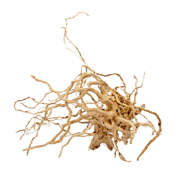 Radice rossa di pastinaca - L - 1 pz, 41-60 cm precio