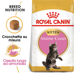 Royal Canin Maine Coon Kitten - 4 kg en oferta