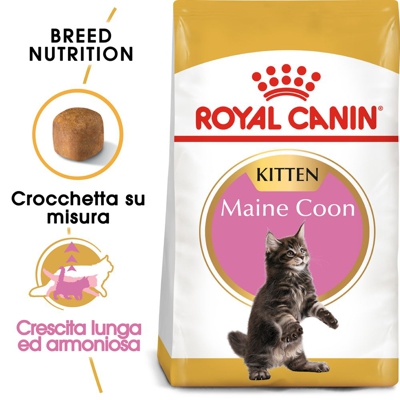 Royal Canin Maine Coon Kitten - 4 kg