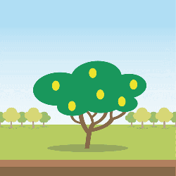 Limone características