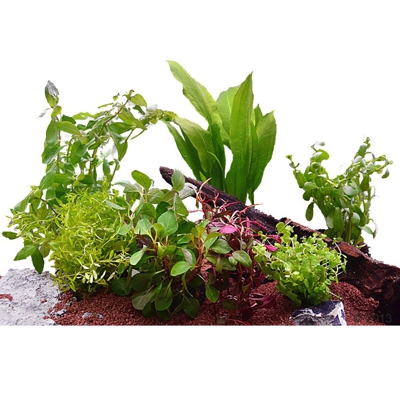 Set di piante acquatiche Zooplants per acquari di 60 cm - 7 piante in vaso