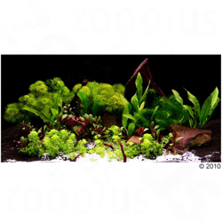 Set di piante per acquario Zooplants "Mondo Esotico" - 14 piante precio