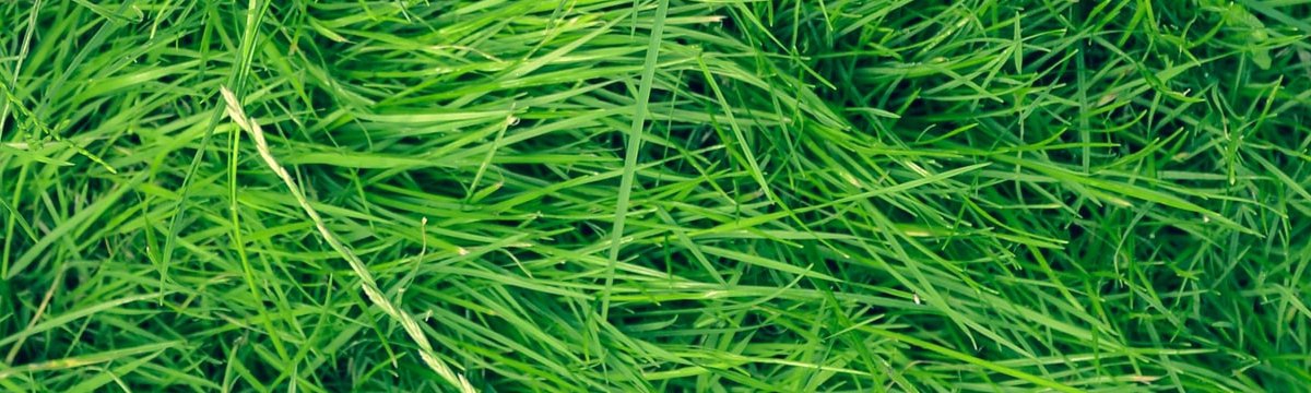 Trova il miglior tosaerba elettrico sul mercato